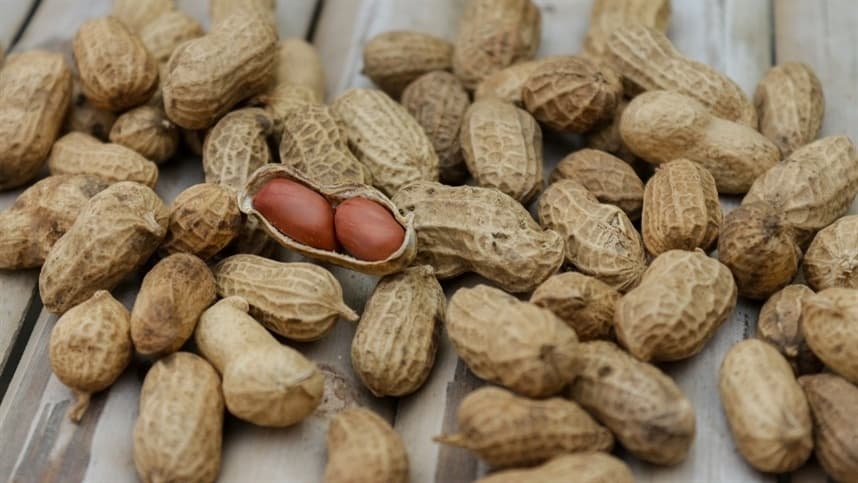 Amendoim é destaque nas festas juninas e bate recorde de produção