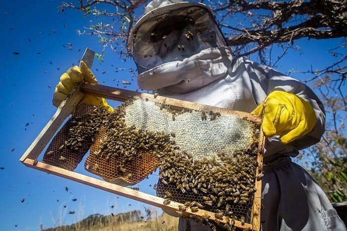 Curso online une apicultura e sojicultura para aumentar produtividade