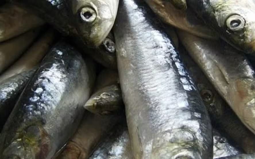 Anvisa ordena recolhimento de lote de sardinha por contaminação