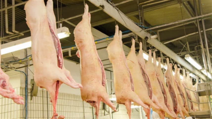Novembro movimenta o mercado de suínos