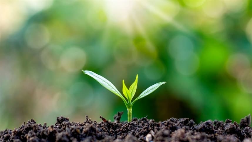 Preparo do Solo é Crucial para Produtividade das Florestas no Brasil