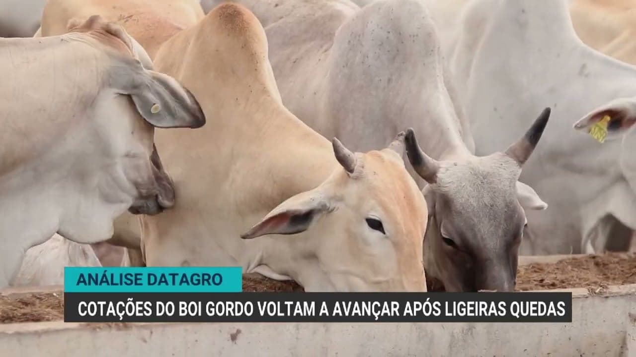 Cotações do boi gordo sobem após semanas de queda no mercado