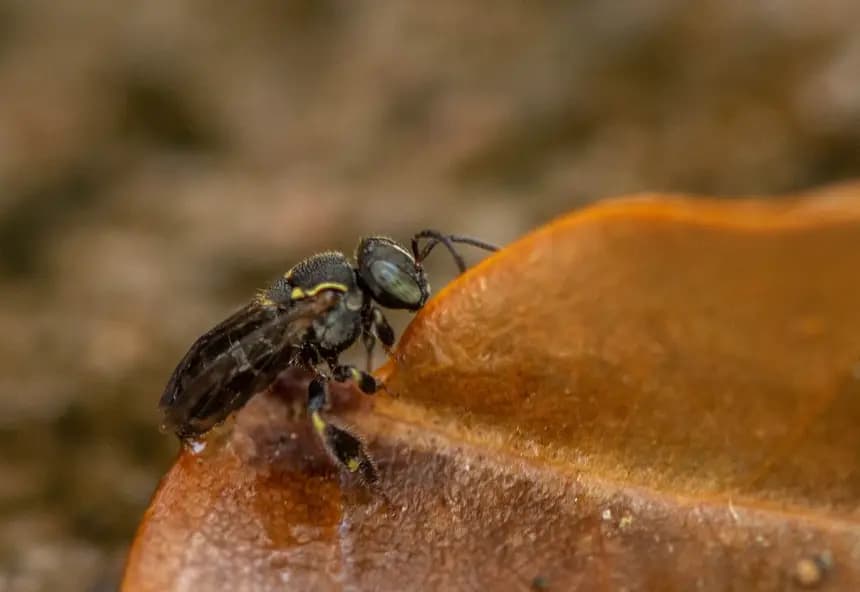 Dia Mundial da Abelha destaca meliponicultura no Pará