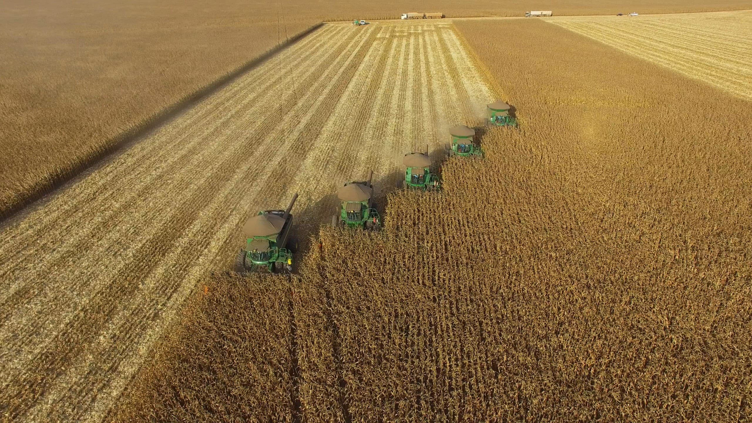 Datagro lança novo indicador de preços de milho para o Brasil