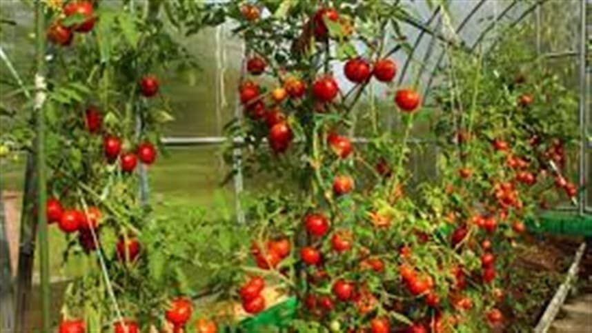 Tomate geneticamente modificado com tolerância à TY chega ao mercado