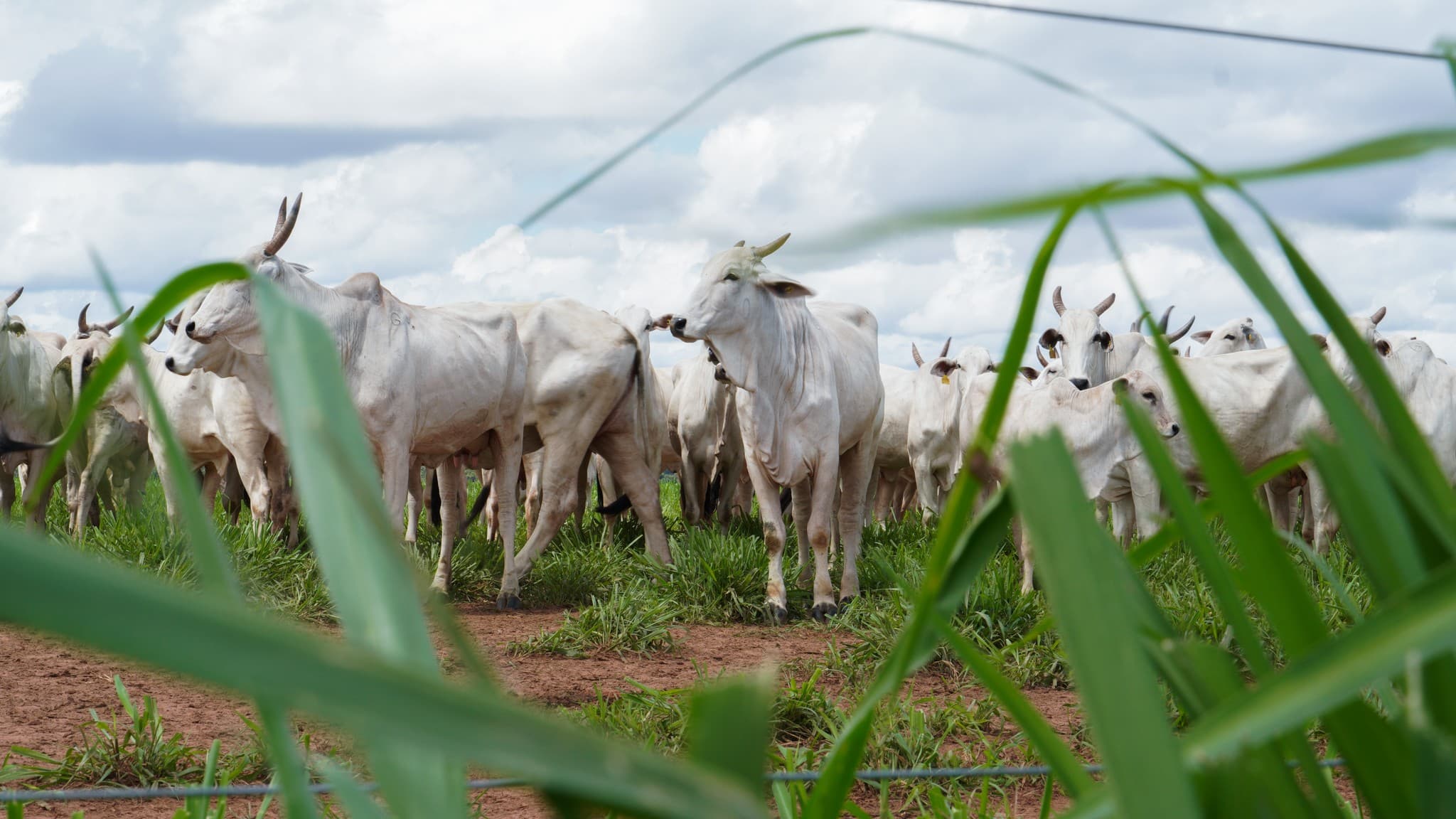 Beef on Track visa exportar carne brasileira sem sobretaxa chinesa