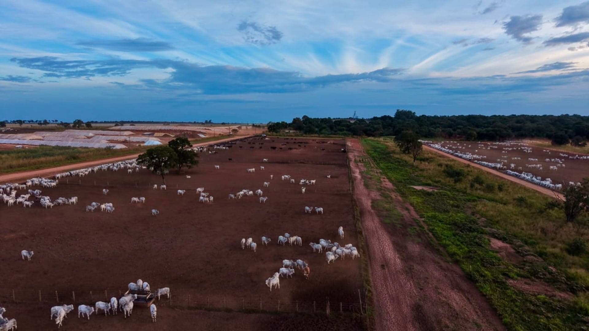 Boitéis: estratégias de engorda impactam pecuária nacional