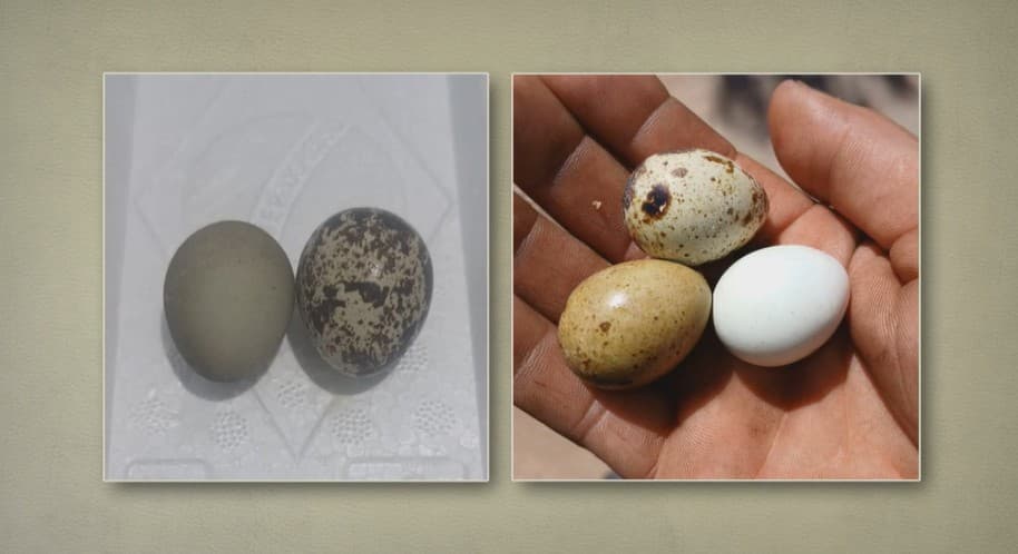 Cores diferentes de ovos de codorna explicadas por genética