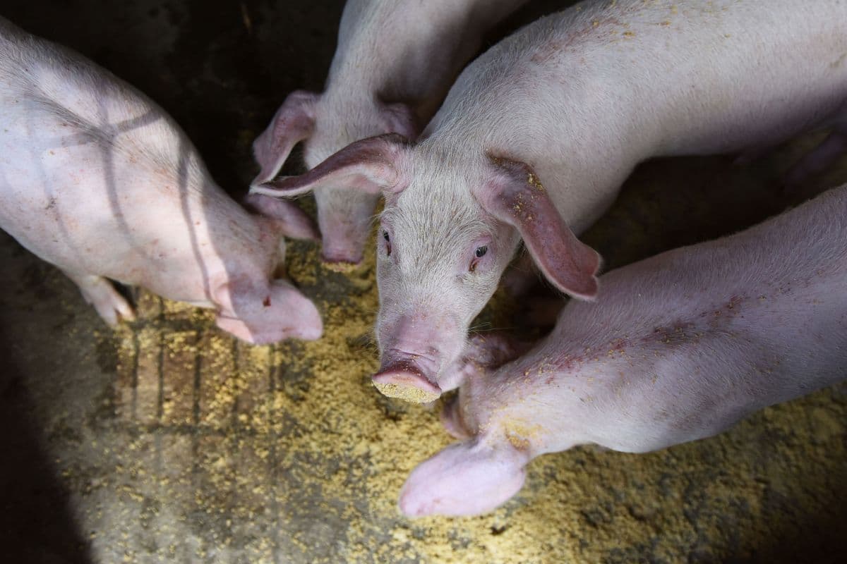 Suínos no Brasil devem alcançar 53 milhões até 2030