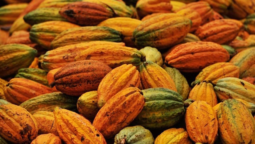 Cacau apresenta aumento de mais de 13% em Nova York em meio a momento de oferta delicada