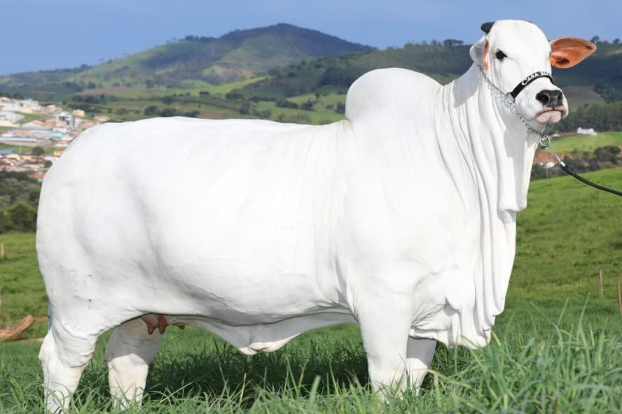 Bezerra de vaca mais cara do mundo será leiloada em evento beneficente para o Rio Grande do Sul