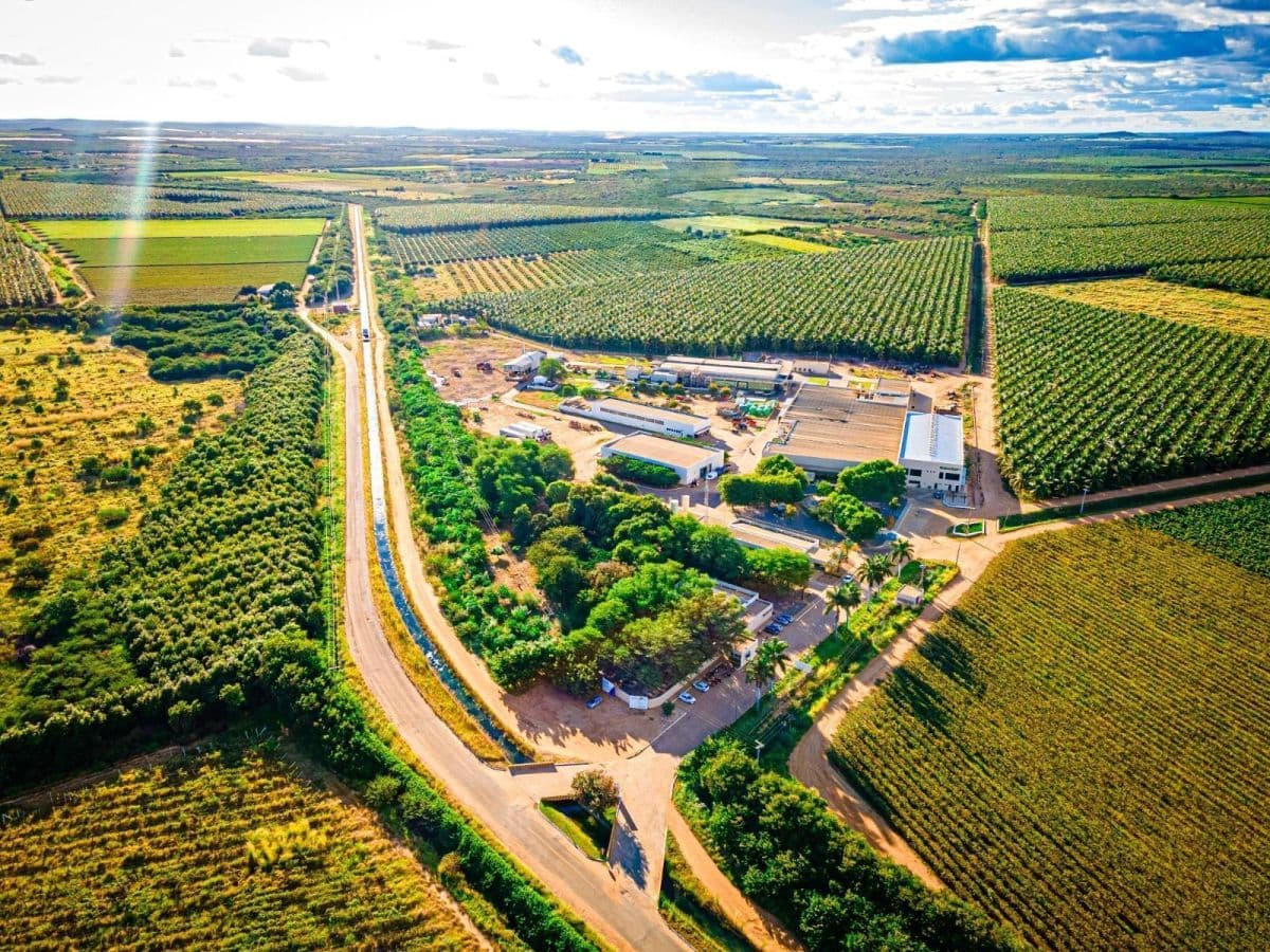 Timbaúba lança Gushy e mira 5% da receita em refrescos em 2026