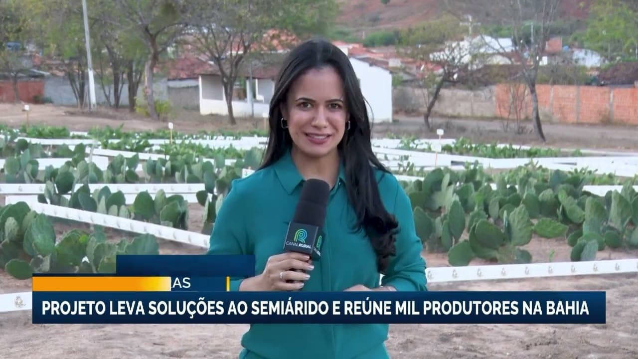 Rally forrageiras na Bahia aumenta produtividade do semiárido