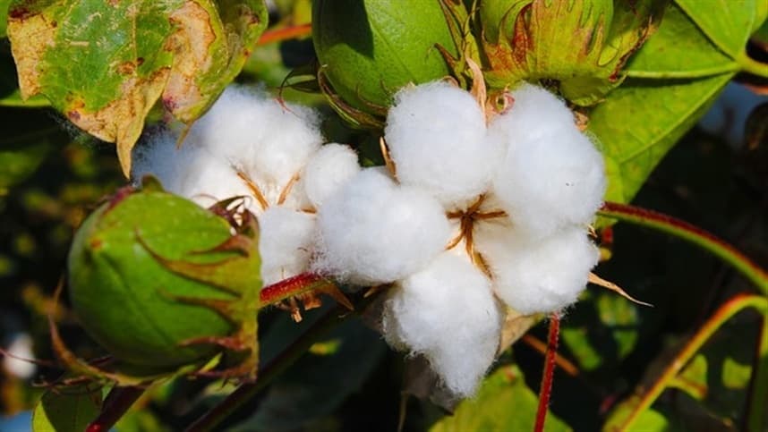Custos de produção do algodão em Mato Grosso aumentam em abril