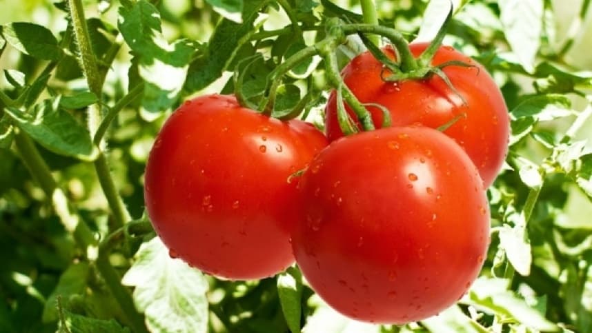 Encontro Nacional Aborda Manejo de Pragas e Bioestimulantes em Tomate