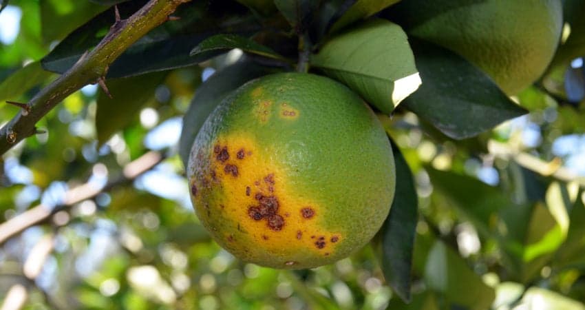 Safra de laranja em São Paulo enfrenta queda devido ao greening