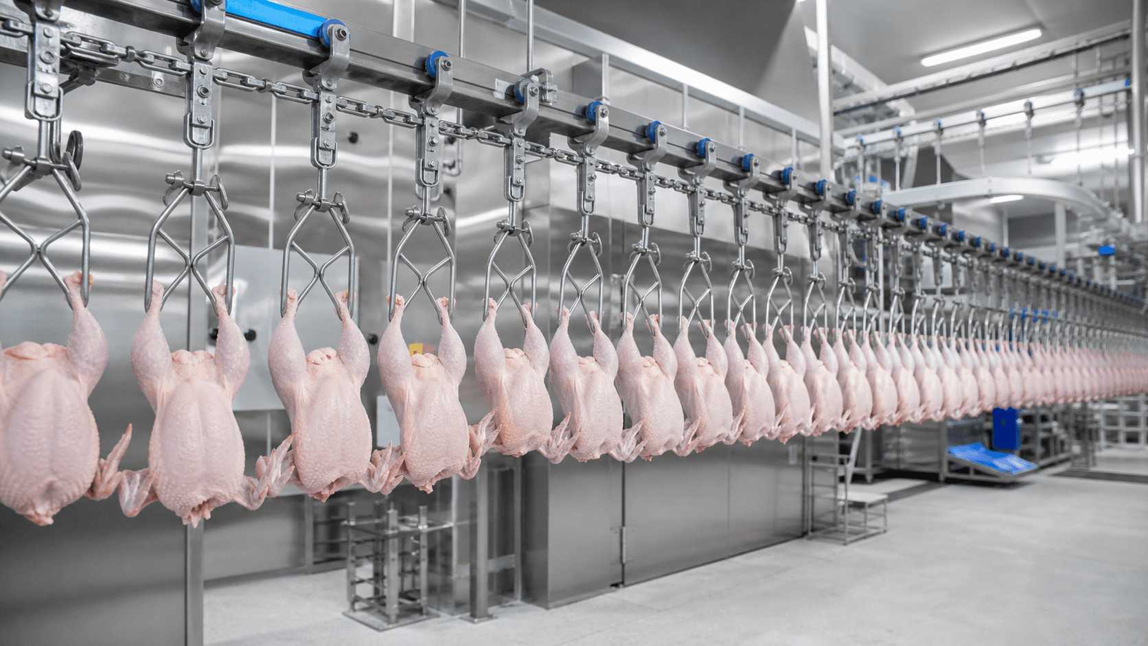 Aumento na demanda impulsiona preços da carne de frango no Brasil