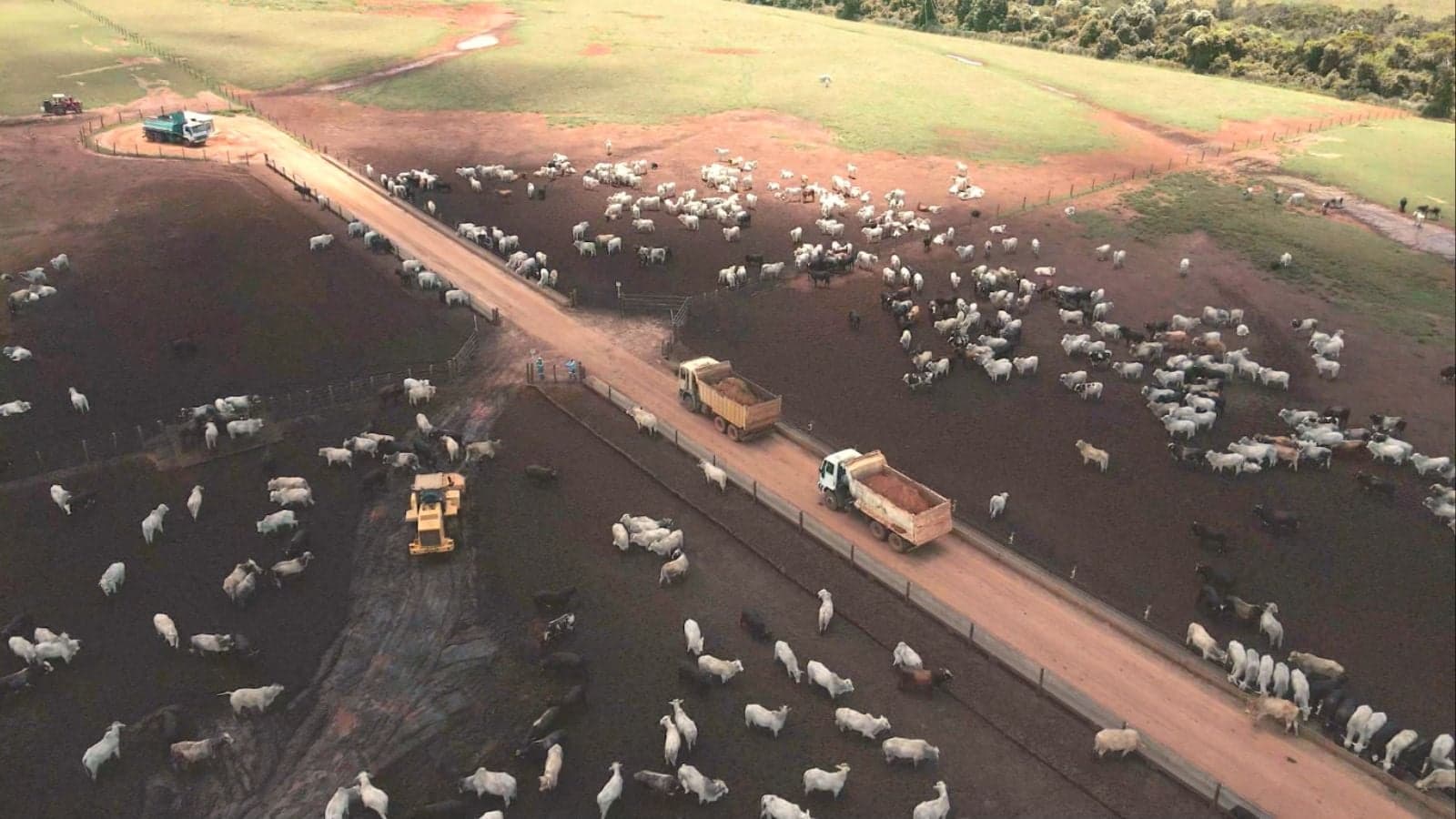 Pecuária intensiva no Brasil atinge 9,78 milhões de cabeças em 2026