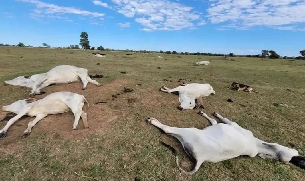 Hipotermia causa morte de 83 bovinos em MS, alerta Iagro