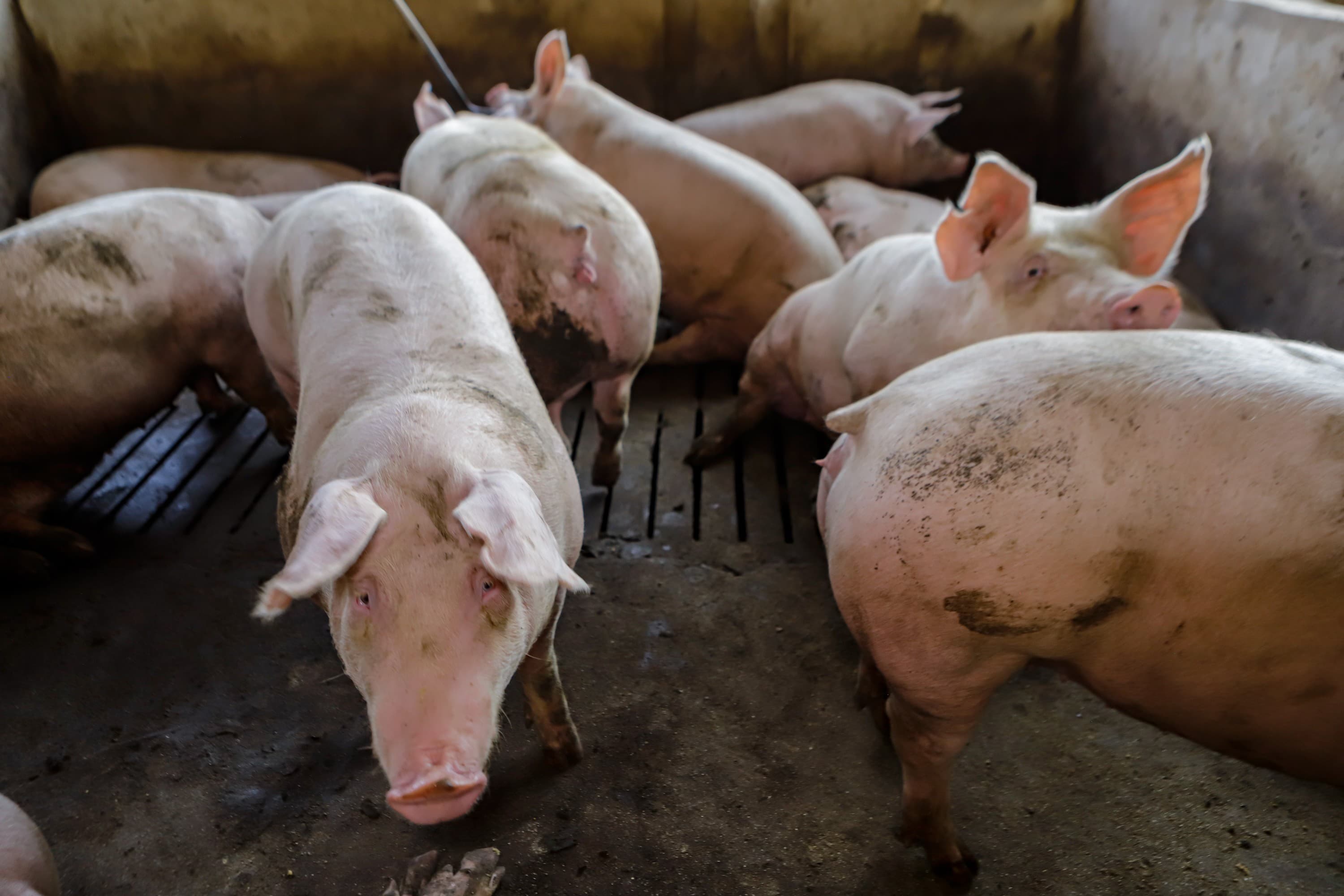 Cotações de suíno vivo e carcaça continuam em alta em outubro
