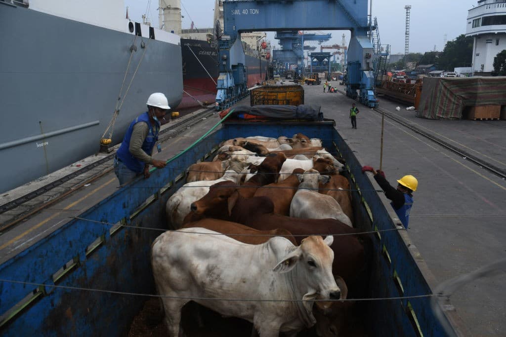 Exportações de bovinos vivos alcançam recorde em agosto de 2026