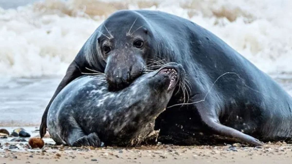 Canibalismo entre focas-cinzentas resulta em ferimentos fatais em filhotes