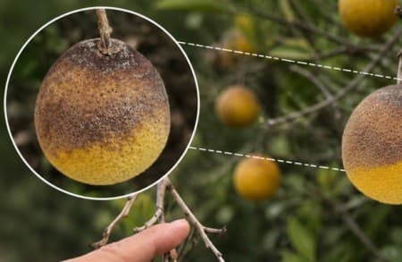 UFSCar revela como enxertia pode combater gomose em citros