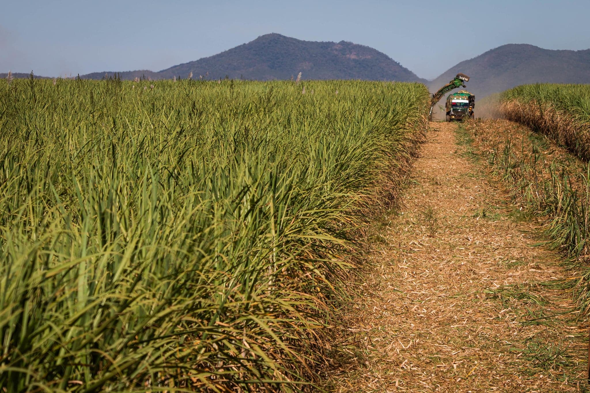 Safra de cana-de-açúcar 2025/26 deve totalizar 673,2 milhões de toneladas