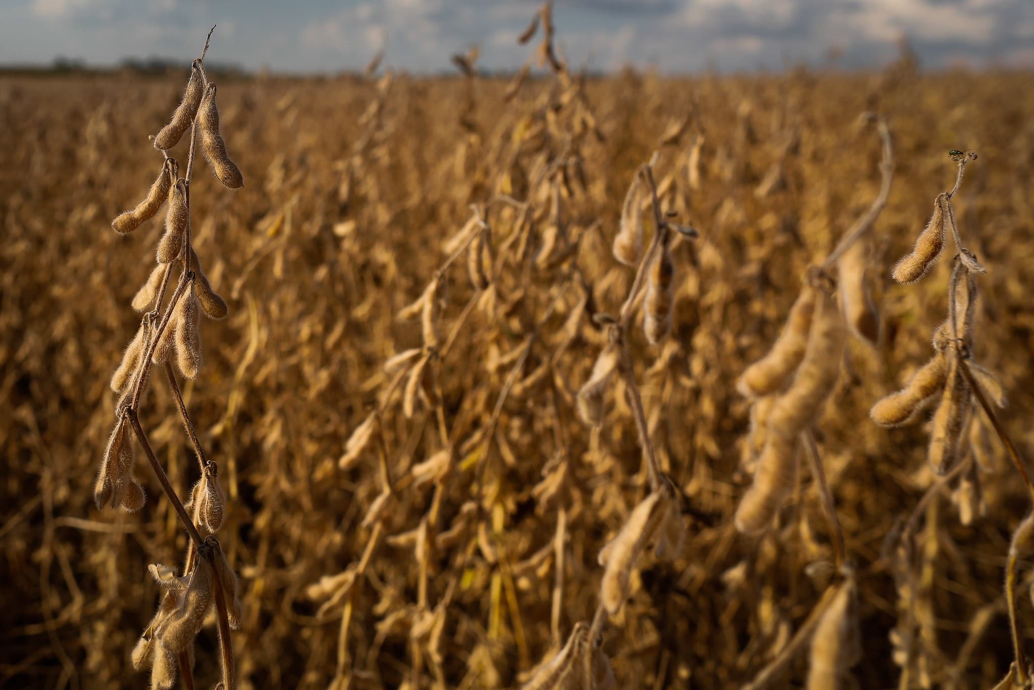 BrasilAgro vende 921 hectares no Paraguai por US$ 1,5 milhão