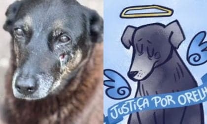 Ministério Público pede arquivamento do caso do cachorro Orelha