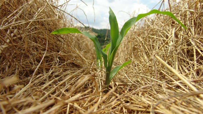 Carbono no solo aumenta com manejo adequado das plantas
