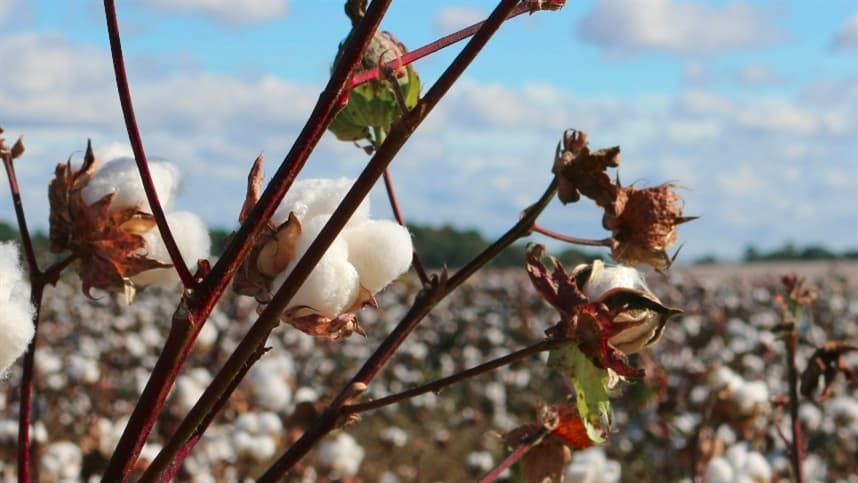 Cotação do algodão em pluma avança com firmeza no Brasil
