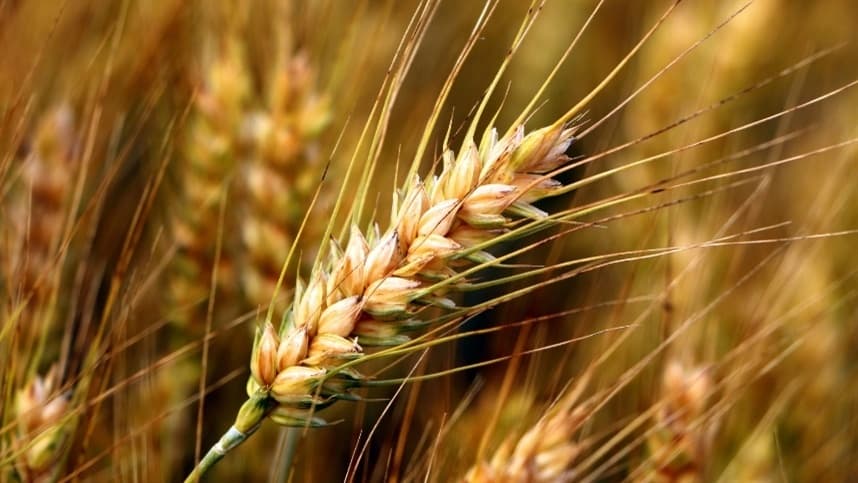 Mercados agrícolas apresentam movimentos mistos com clima e demanda