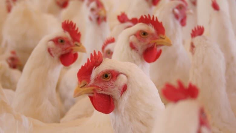 Indústria de carne solicita banimento de antimicrobianos ao ministério
