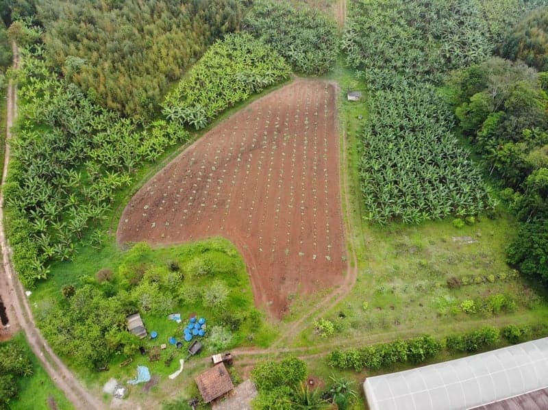 CMN estende prazos para crédito rural visando regularização ambiental