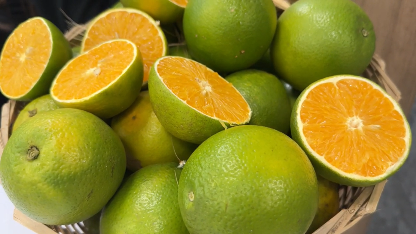 Movimentações da safra de laranja 2026/27 começam com desafios