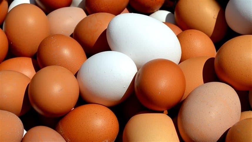 Produção de ovos atinge novo recorde de 3,4 bilhões de dúzias em 2023
