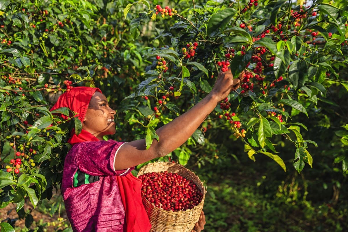 El Niño pode causar perdas de até US$ 20 bilhões na África
