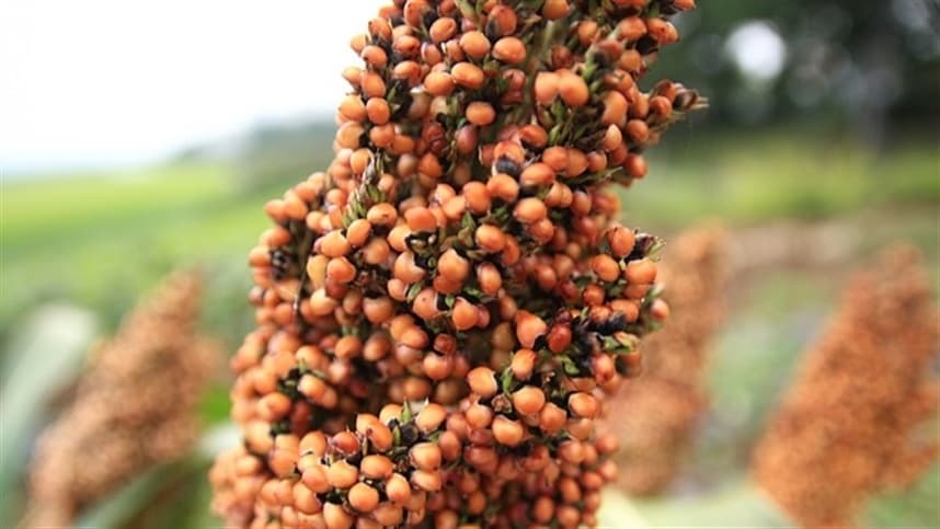 Colheita de sorgo finalizada em Tupanciretã com boa produtividade