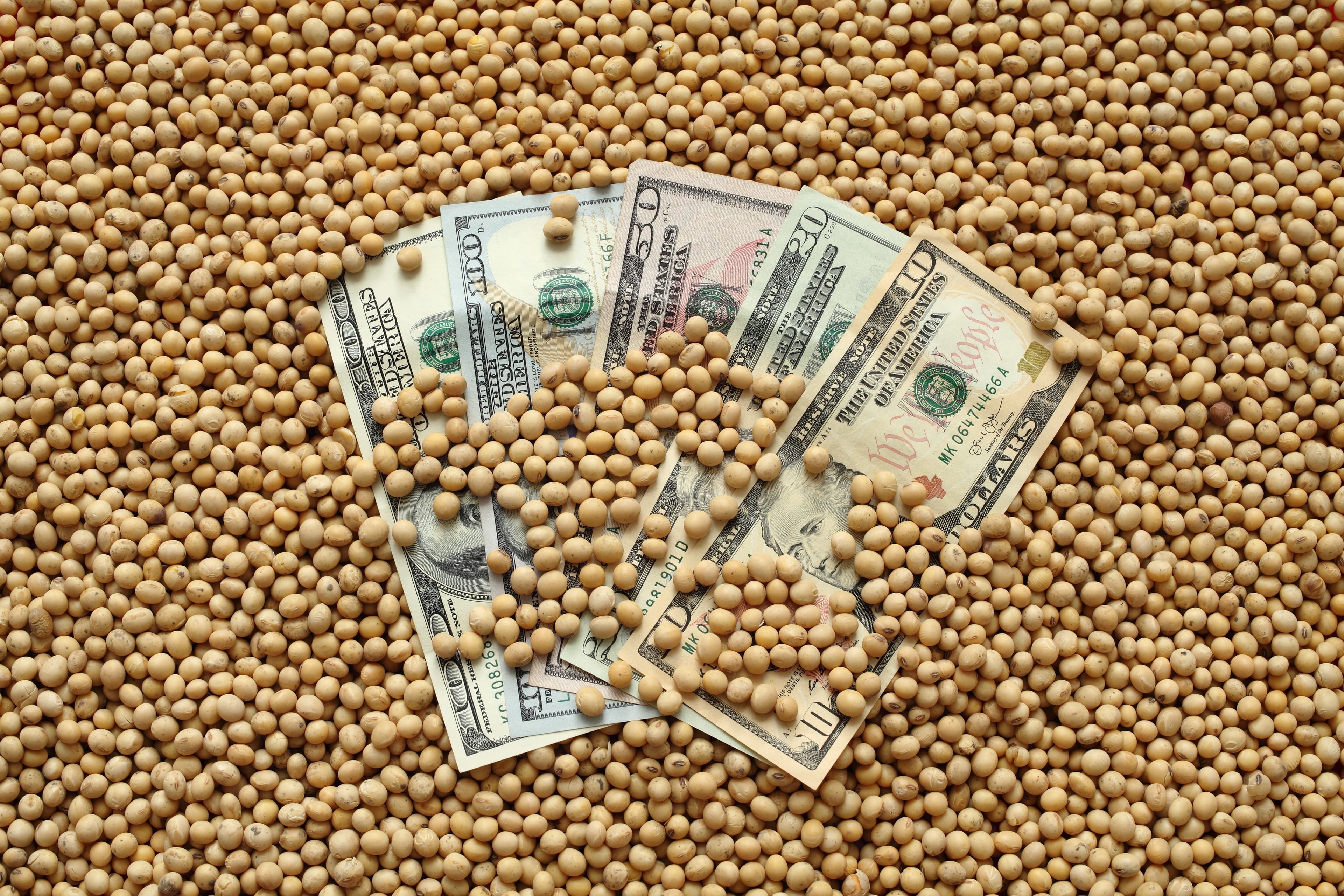 Grãos em queda na bolsa de Chicago com dólar em alta
