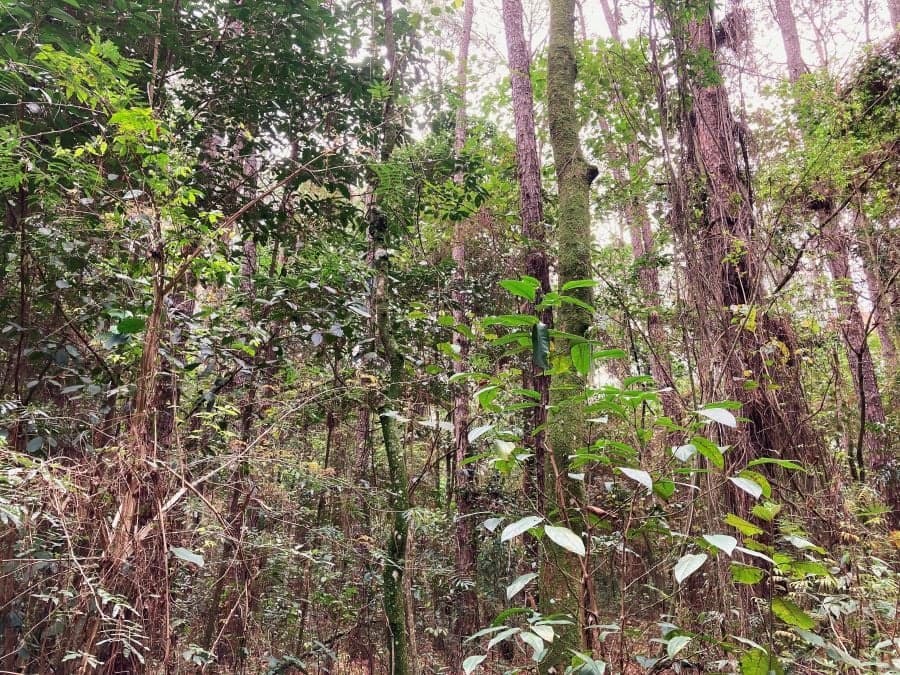 Brasil planta 2,2 milhões de mudas por dia no Dia do Meio Ambiente