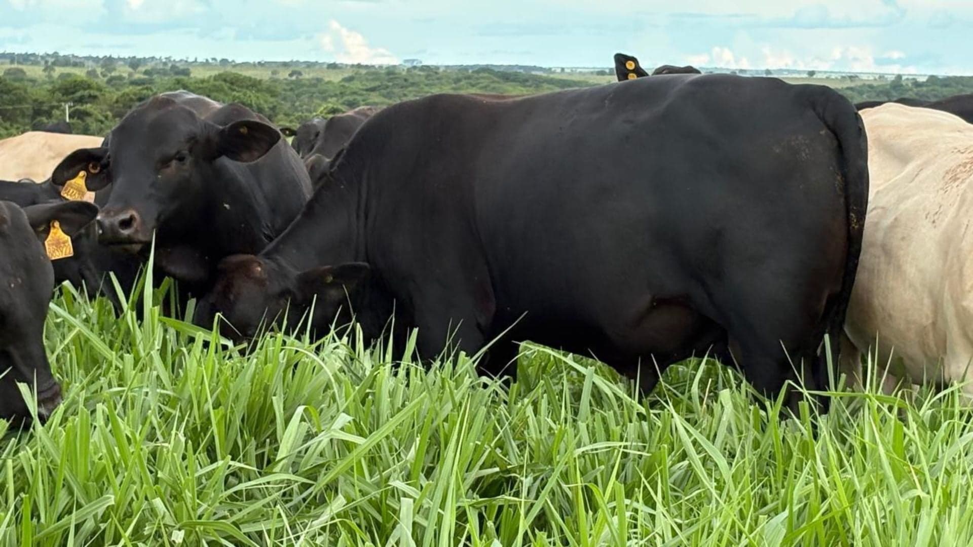 Série 'No Pasto é Mais Barato' fornece dicas práticas para pecuaristas