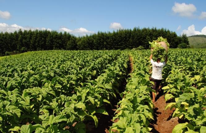 Indústria do Tabaco pede isenção de tarifas dos EUA