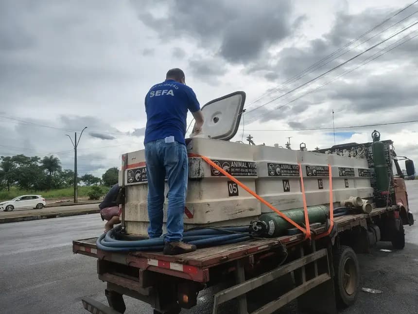 Larvas de camarão de R$ 33 mil são apreendidas no Pará