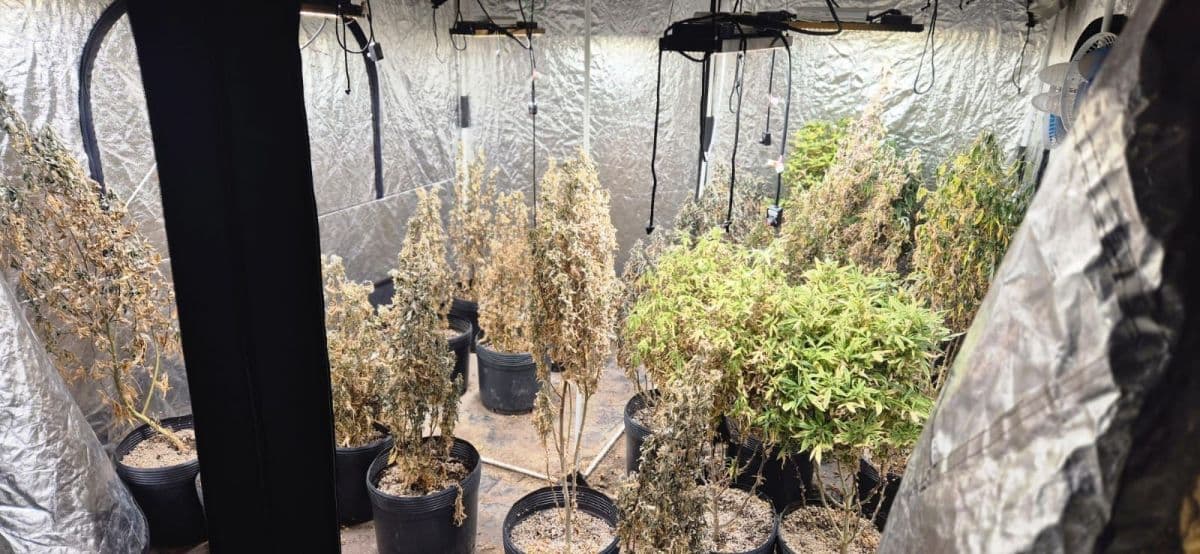 Polícia Civil desmantela laboratório de maconha em Seropédica