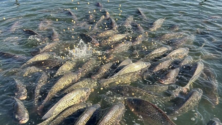 Tilápia se mantém no topo como pescado mais consumido no Brasil