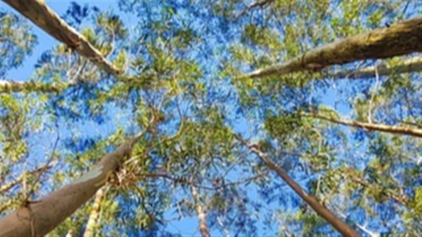 Capacidade de armazenamento de carbono do eucalipto: uma vantagem ambiental