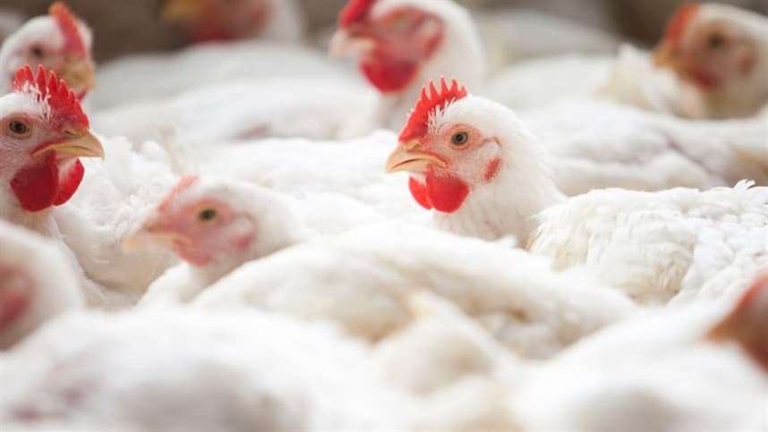 Santa Catarina registra recorde de US$1,15 bi em exportações de frango