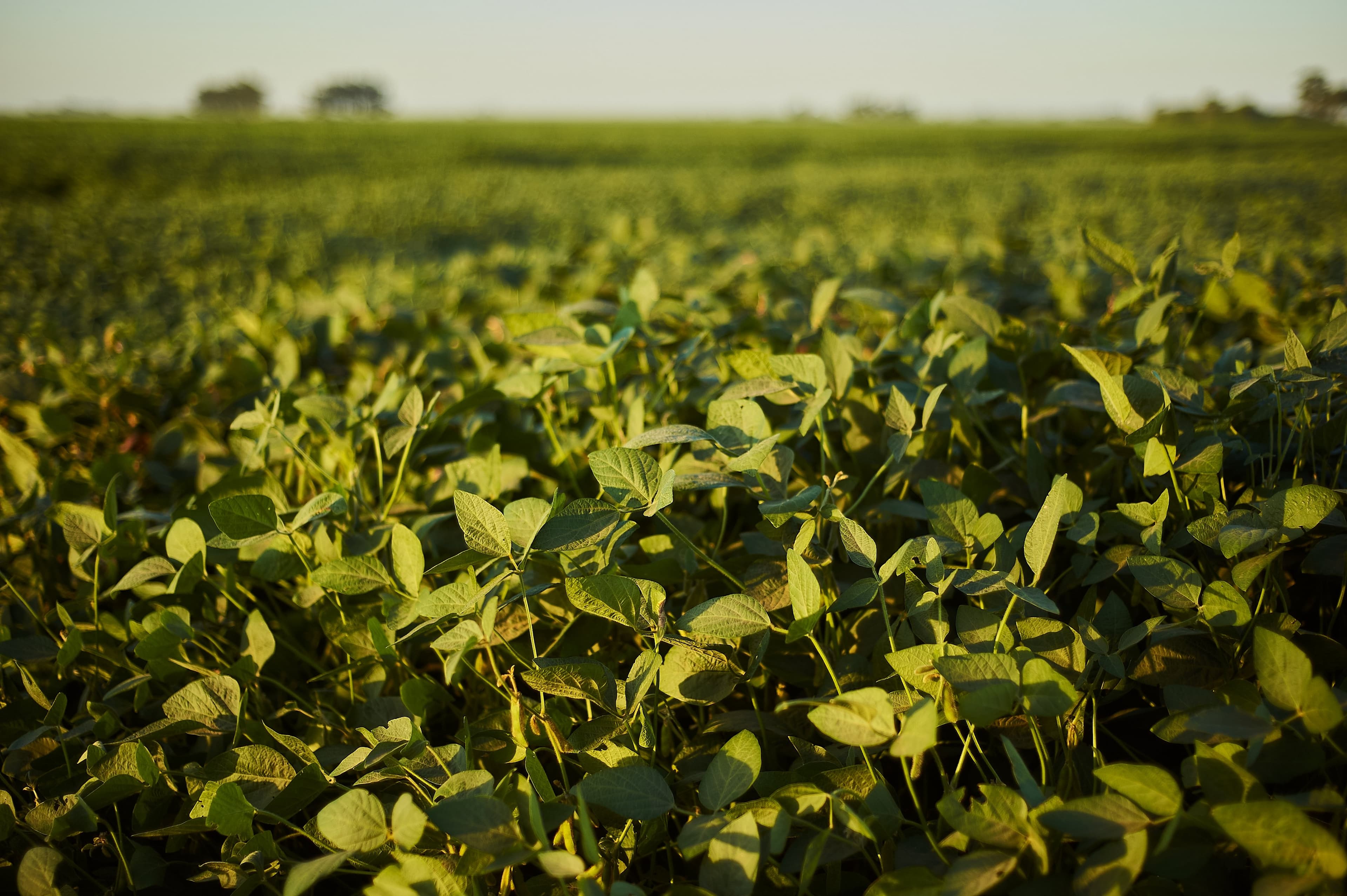 Tarifas dos EUA exigem adaptação no agronegócio brasileiro