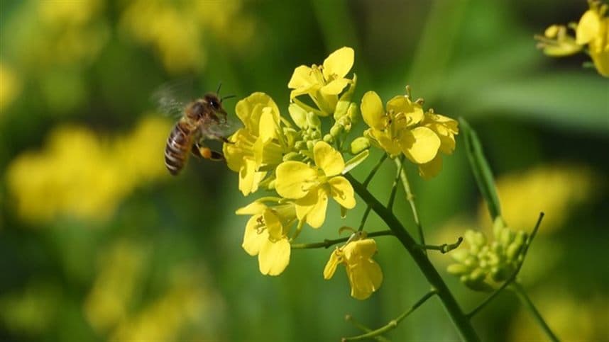 Canola lidera Safra de Inverno 2026 no Rio Grande do Sul